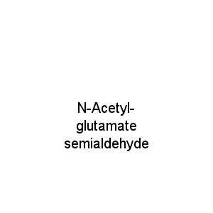N-Acetyl-glutamate semialdehyde